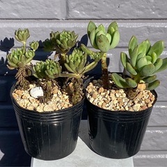 2025.5.3⑤   多肉植物　カット苗　2ポットセット200円の画像