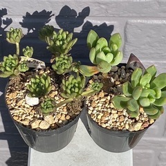 2025.5.3⑤   多肉植物　カット苗　2ポットセット200円