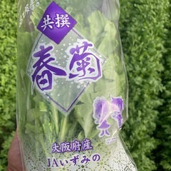 ビニールハウス内での春菊収穫、袋詰め作業の画像