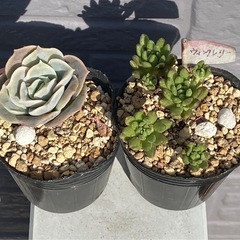 2025.5.3⑥   多肉植物　カット苗　2ポットセット200円