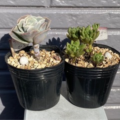2025.5.3⑥   多肉植物　カット苗　2ポットセット200円の画像