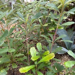 バンクシア　コースト　挿し木苗の画像