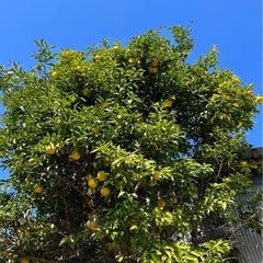 ④柚子３個(無農薬)の画像