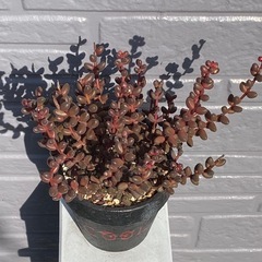 2024.10.1①  　多肉植物　玉葉の画像