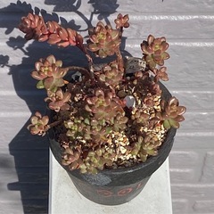 2024.10.1②   多肉植物　ホワイトストーンクロプの画像