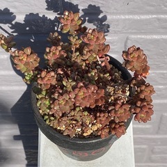 2024.10.1③   多肉植物　ホワイトストーンクロプの画像