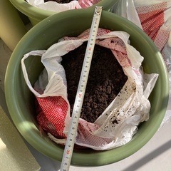 コーナン菜園ポット10号2個と土の画像