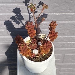 2024.10.24①   多肉植物　ホワイトストーンクロプの画像