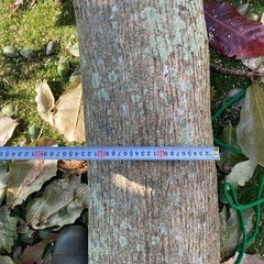 ⭐️お急ぎ⭐️生木、木工材料、約2.2m、厚み約22cmの画像