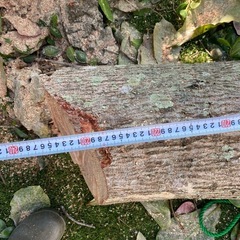 ⭐️お急ぎ⭐️生木、木工材料、約2.2m、厚み約22cmの画像