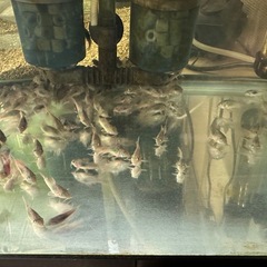 🐠コリドラス アエネウス 赤コリドラス  全長±2〜2.5㎝ 1匹100円【在庫20匹】自家繁殖個体 No.09の画像