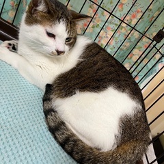 穏やかハチくん　