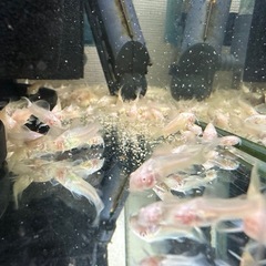 【お話し中】🐠コリドラス アエネウス アルビノ 白コリドラス  全長±2〜2.5㎝ 1匹100円【在庫20匹】自家繁殖個体 No.11の画像