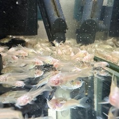【お話し中】🐠コリドラス アエネウス アルビノ 白コリドラス  全長±2〜2.5㎝ 1匹100円【在庫20匹】自家繁殖個体 No.11の画像