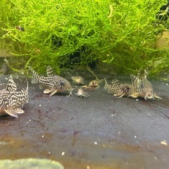 🐠コリドラス ステルバイ  ±2〜2.5㎝ 1匹200円【在庫5匹】自家繁殖個体　No.06の画像