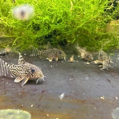 🐠コリドラス ステルバイ  ±2〜2.5㎝ 1匹200円【在庫5匹】自家繁殖個体　No.06の画像