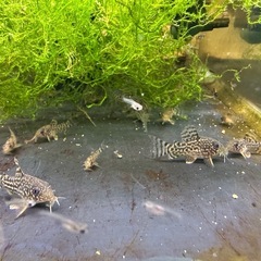 🐠コリドラス ステルバイ  ±2〜2.5㎝ 1匹200円【在庫5匹】自家繁殖個体　No.06の画像