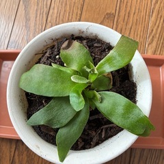 コウモリラン🌿の画像