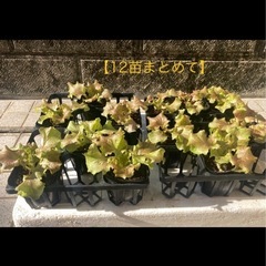 レタス（1苗〜12苗まで）の画像