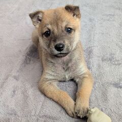 生後１ヶ月半マロンちゃん里親募集