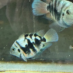ゼブラパロットシクリッド‼️の画像