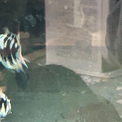 ゼブラパロットシクリッド‼️の画像