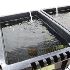 狛江市のメダカ販売｜お手頃価格で黒メダカをお届け！の画像