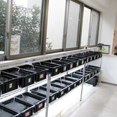 狛江市のメダカ販売｜お手頃価格で黒メダカをお届け！の画像