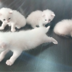 4ヶ月の猫差し上げます　訂正済み