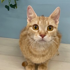 マンチカン　長足　女の子