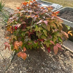 おたふく南天の画像