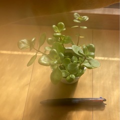 カランコエミニ鉢の画像