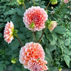 ダリヤ球根
の画像