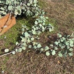 ユーカリ枝　自家樹剪定した枝　1本の長さ100センチ前後の画像
