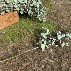 ユーカリ枝　自家樹剪定した枝　1本の長さ100センチ前後の画像