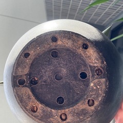 アガベ  ロマニー 3号の画像