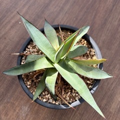 アガベ  ロマニー 3号の画像