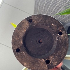 アガベ  パリーコウエシー&ドゥランゲンシスの画像