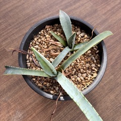 アガベ  パリーコウエシー&ドゥランゲンシスの画像