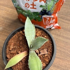 アガベ  シュレベイ⭐︎まとめ割します！の画像