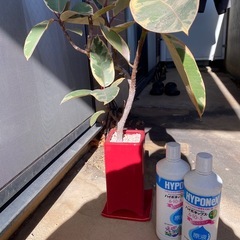 ゴムの木の画像