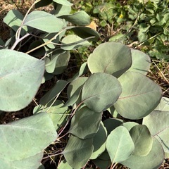 ユーカリ枝　自家樹剪定した枝　1本の長さ100センチ前後の画像