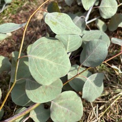 ユーカリ枝　自家樹剪定した枝　1本の長さ100センチ前後の画像