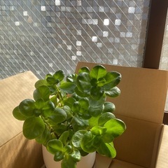 カランコエ　鉢　大の画像