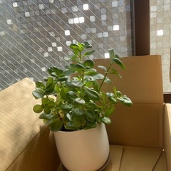 カランコエ　鉢　大の画像