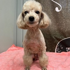 ブリード卒業わんちゃんです（トイプードルの女の子）