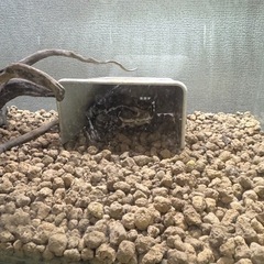 アズマヒキガエル　　飼育フルセット　生体込みの画像