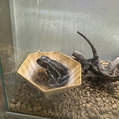アズマヒキガエル　　飼育フルセット　生体込みの画像
