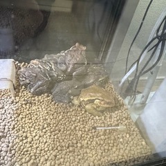 アズマヒキガエル　　飼育フルセット　生体込みの画像