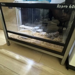 アズマヒキガエル　　飼育フルセット　生体込みの画像